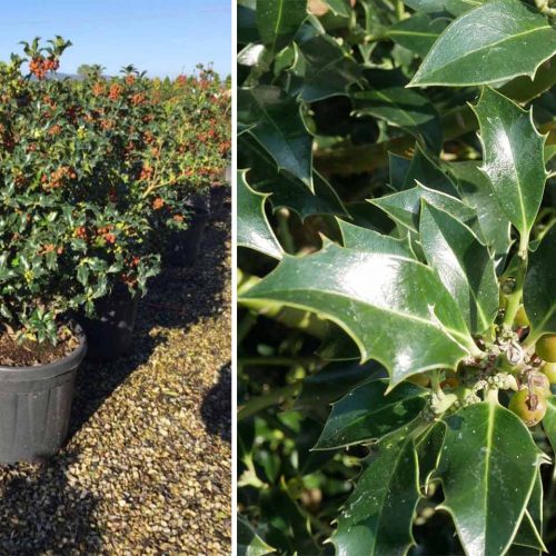 Ilex Aquifolium 'Alaska' (Holly 'Alaska') - Shrub