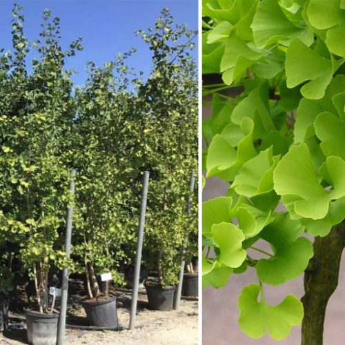 Ginkgo Biloba (Maidenhair Tree) - Multi-Stem