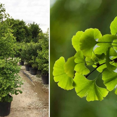 Ginkgo Biloba 'Fastigiata Blagon' (Maidenhair Tree 'Fastigiata Blagon') - Single Stem Tree