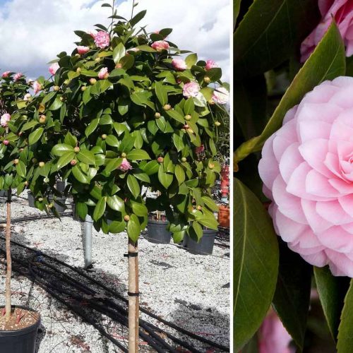 Camellia Japonica (Japanese Rose) - Haf Standard