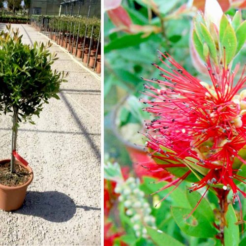 Callistemon Laevis (Bottlebrush) - Quarter Standard