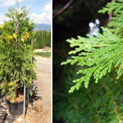 Calocedrus Decurrens 'Aureovariegata' (Variegated Incense Cedar) - Shrub