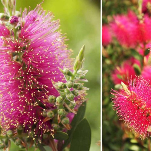 Callistemon Viminalis 'Hot Pink' (Bottlebrush 'Hot Pink') - Shrub