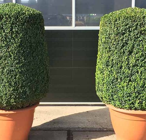 Buxus Sempervirens (Common Box) - Cylinder
