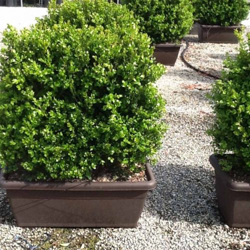 Buxus Microphylla Faulkner (Box Faulkner) - Instant Hedging