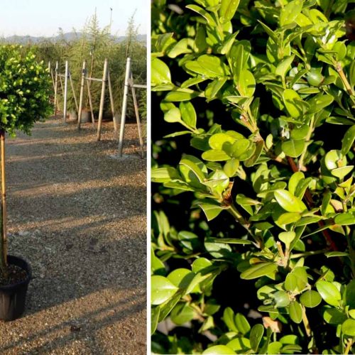 Buxus Microphylla Faulkner (Box Faulkner) - Half Standard