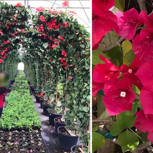 Bougainvillea Scarlet O'hara (San Diego Red) - Arch