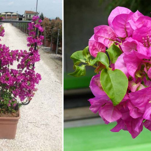 Bougainvillea Glabra 'Sanderiana' - Espalier