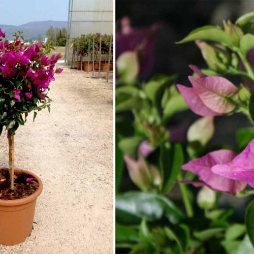 Bougainvillea Glabra Sanderiana - Quarter Standard