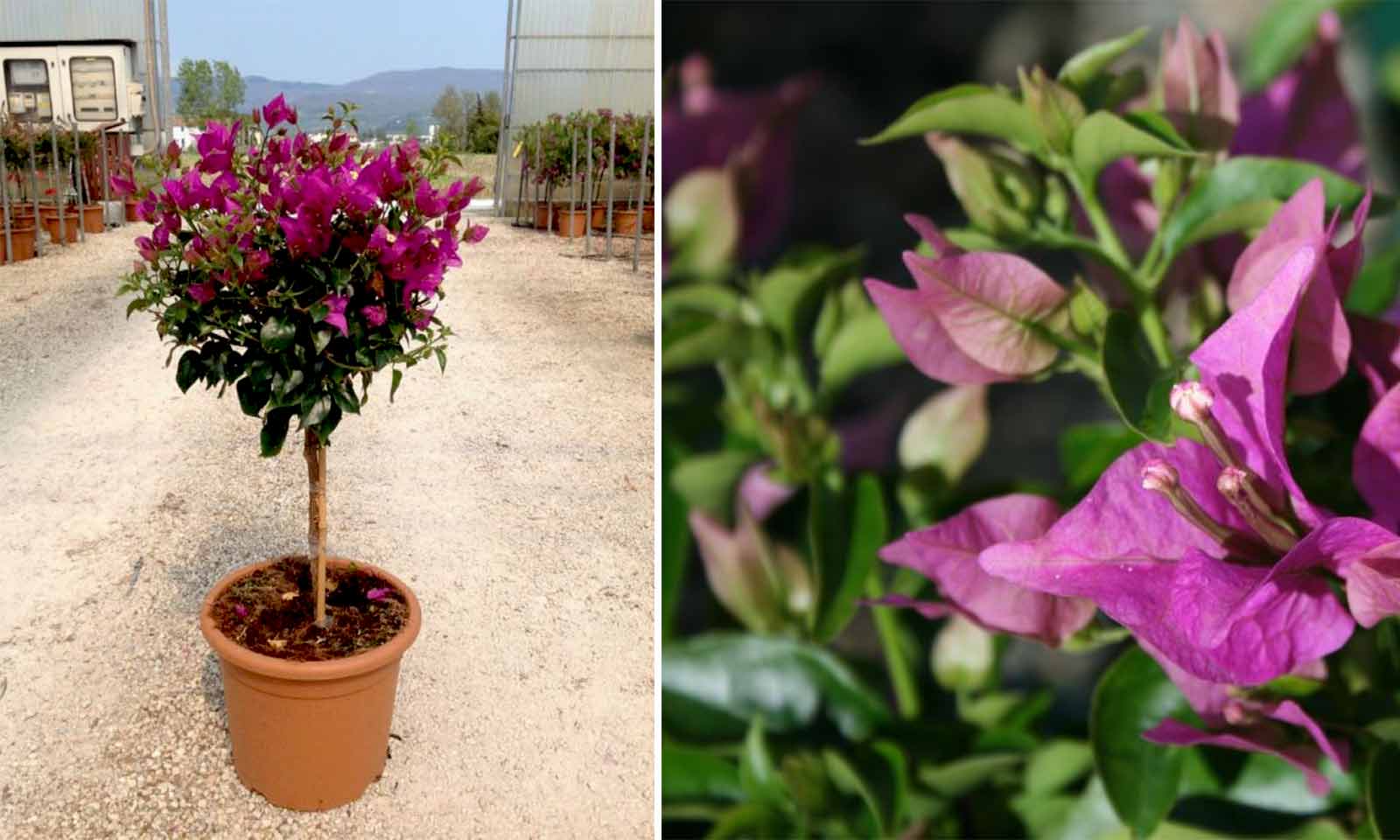 Bougainvillea Glabra Sanderiana – Quarter Standard – Garden Plants Online