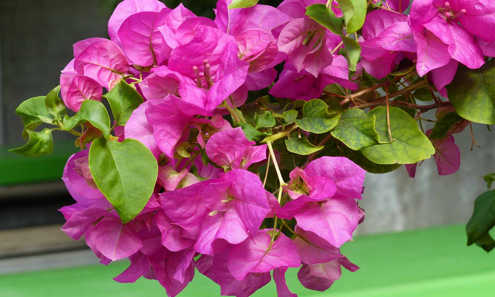 Bougainvillea Glabra Sanderiana – Quarter Standard – Garden Plants Online