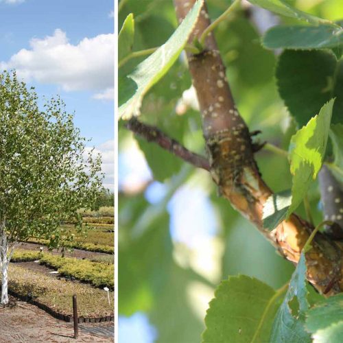 Betula Utilis 'Doorenbos' (Himalayan Birch) - Feathered