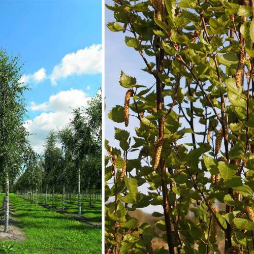 Betula Pendula 'Fastigiata' (Silver Birch) - Single Stem