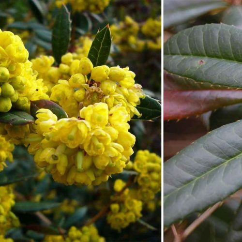 Berberis Julianae (Wintergreen Barberry) - Shrub