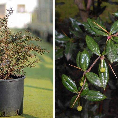 Berberis Candidula (Paleleaf Barberry) - Shrub