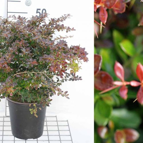 Berberis x Media 'Red Jewel' (Barberry 'Red Jewel') - Shrub