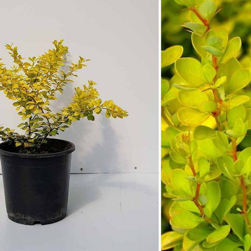 Berberis Thunbergii 'Aurea' (Golden Japanese Barberry) - Shrub