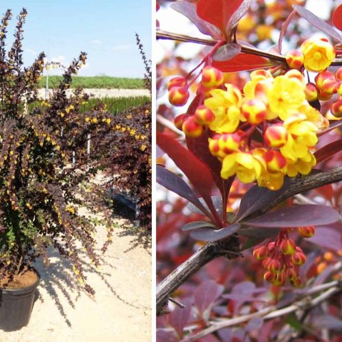 Berberis x Ottawensis 'Superba' (Barberry 'Superba') - Shrub