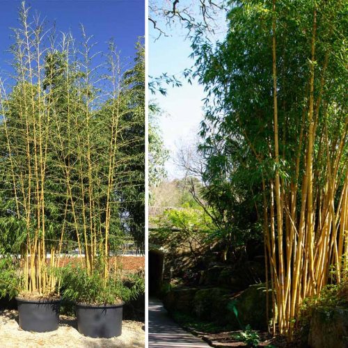 Bambusa Phyllostachys Vivax 'Aureocaulis' (Giant Bamboo 'Aureocaulis')