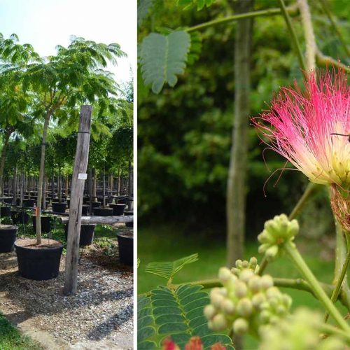 Albizia Julibrissin (Silk Tree) - Standard