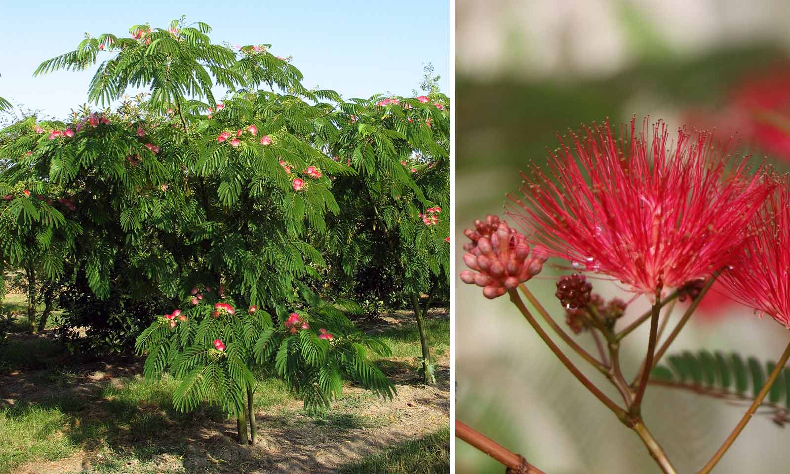 Albizia Julibrissin Ombrella Silk Tree Ombrella Multi Stem Garden Plants Online