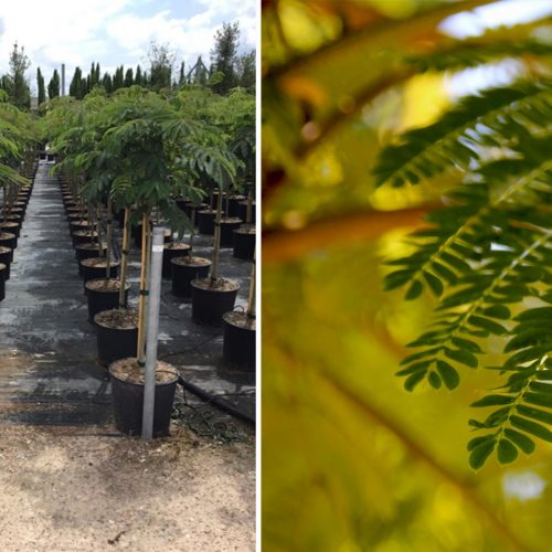 Albizia Julibrissin 'Ombrella' (Silk Tree 'Ombrella') - Half Standard