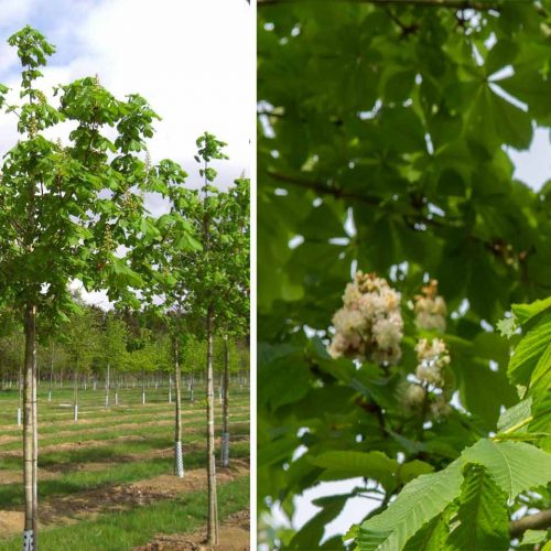 Aesculus Hippocastanum Baumannii (Baumann's Horse Chestnut) - Standard