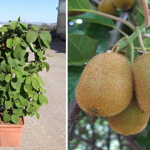 Actinidia Chinensis 'Hayward' (Kiwi Plant) - Trellis / Espalier