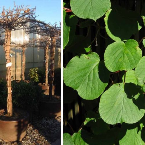 Actinidia Chinensis 'Hayward' (Kiwi Plant) - Roof Shape