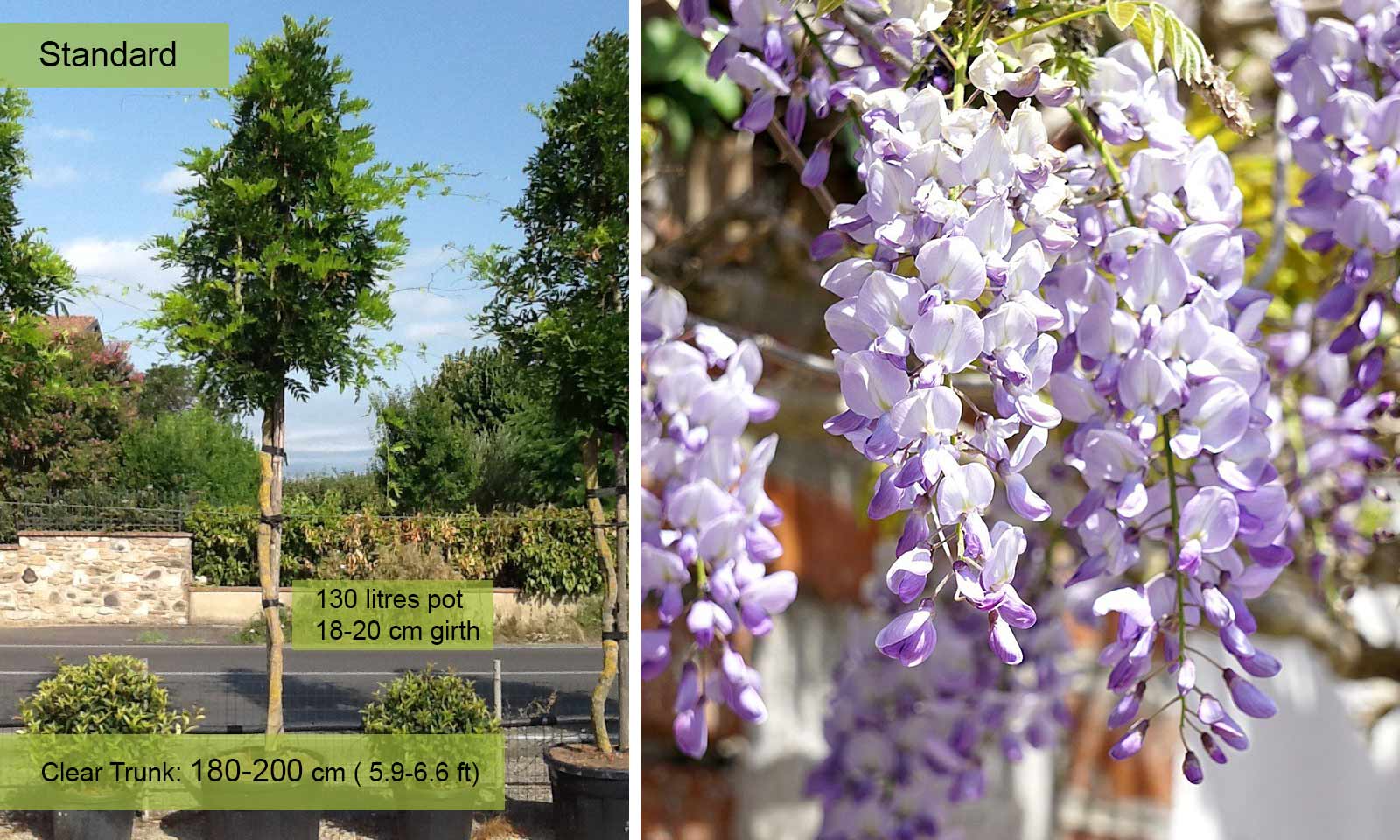 6ft Tall Supplied in a 7.5 Litre Pot Extra Large Wisteria Sinensis Prolific Climbing Plant Grafted 