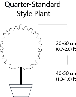 Quarter-std Style Plant