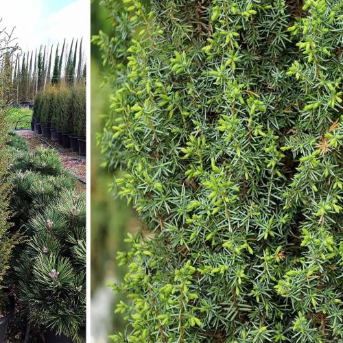 Juniperus Communis 'Hibernica' (Irish Juniper)