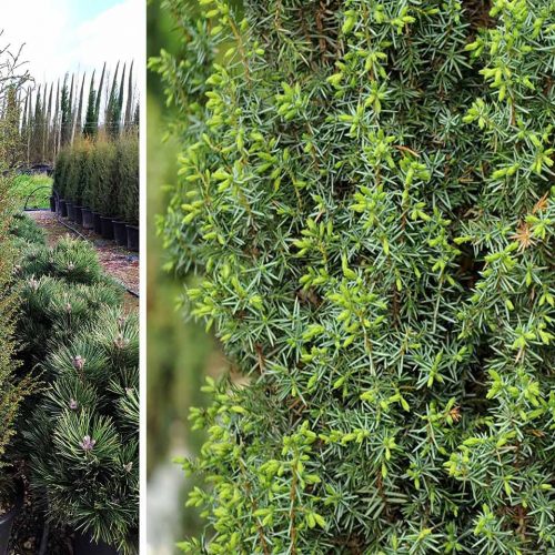 are conifers poisonous to dogs