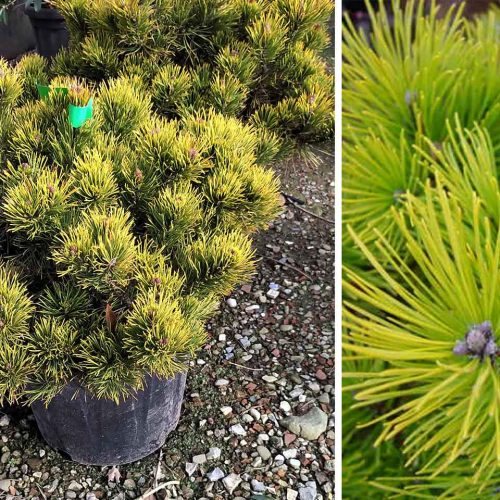 Pinus Mugo 'Winter Gold' (Dwarf Mountain Pine 'Winter Gold')