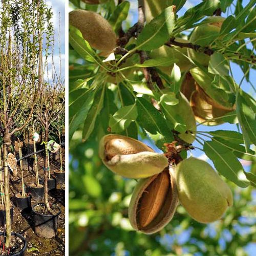 Prunus Dulcis (Sweet Almond Tree)