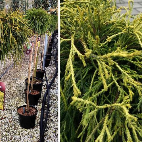 Chamaecyparis Pisifera ‘Sungold’ (Sawara Cypress ‘Sungold’) - Half Standard