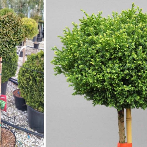 Chamaecyparis Pisifera ‘Spaan's Cannonball’ (Sawara Cypress ‘Spaan's Cannonball’) - Half Standard