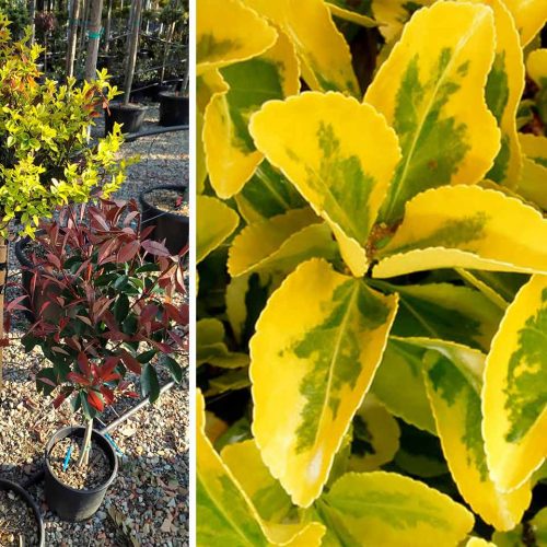 Euonymus Fortunei 'Emerald 'n Gold' (Spindle 'Emerald 'n' Gold') - Half Standard