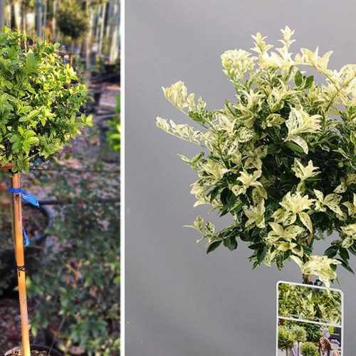 Euonymus Fortunei 'Harlequin' (Spindle 'Harlequin') - Half Standard