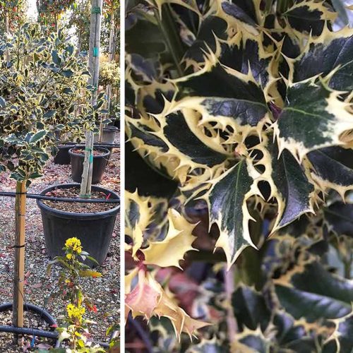 Ilex Aquifolium 'Argenteomarginata' (Variegated English Holly) - Half Standard