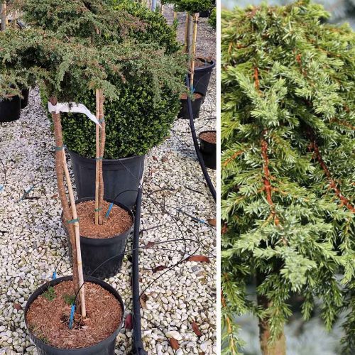 Juniperus Communis 'Greenmantle' ('Greenmantle' Common Juniper) - Half Standard