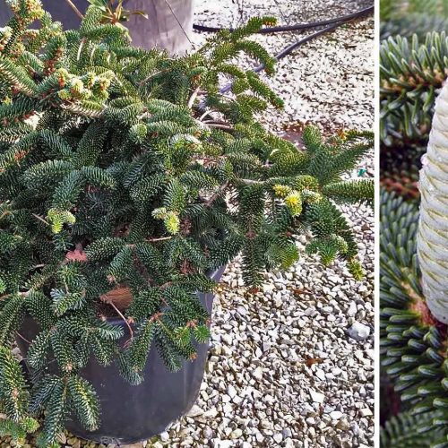 Picea Abies 'Numidica Pendula' (Norway Spruce 'Numidica Pendula')