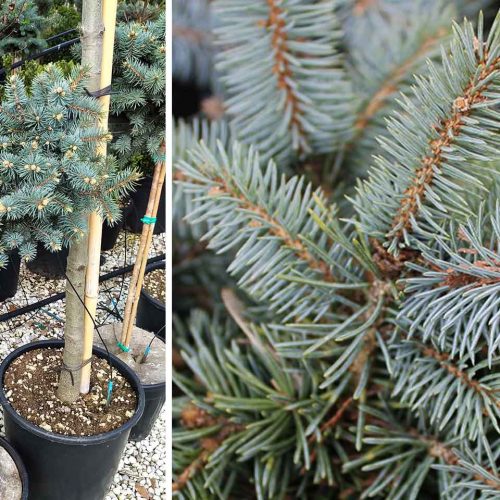 Picea Pungens 'Glauca Globosa' (Colorado Spruce 'Glauca Globosa') - Half Standard