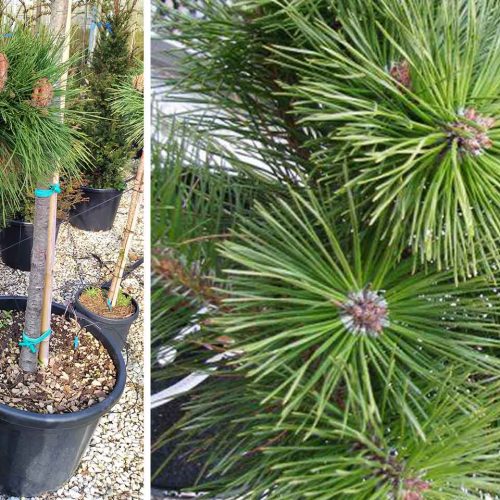 Pinus Nigra 'Brepo' (Dwarf Austrian Pine 'Pierrick Bregeon') - Half Standard