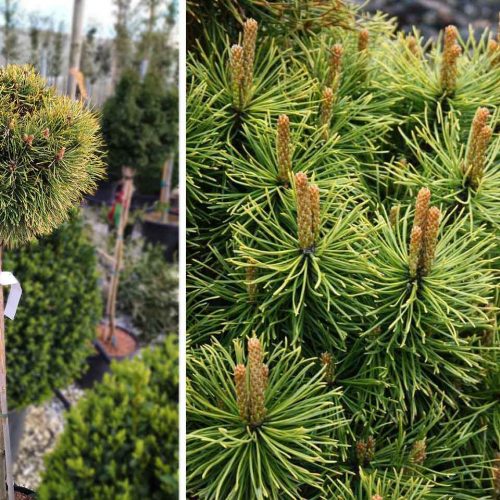 Pinus Mugo 'Winter Sun' (Dwarf Mountain Pine 'Winter Sun') - Half Standard