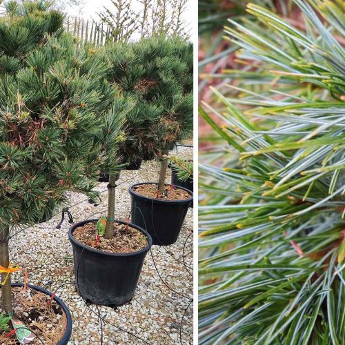 Pinus Strobus Minima (Eastern White Pine) - Half Standard