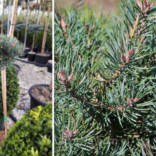 Pinus Sylvestris 'Martham' (Scots Pine 'Martham') - Half Standard