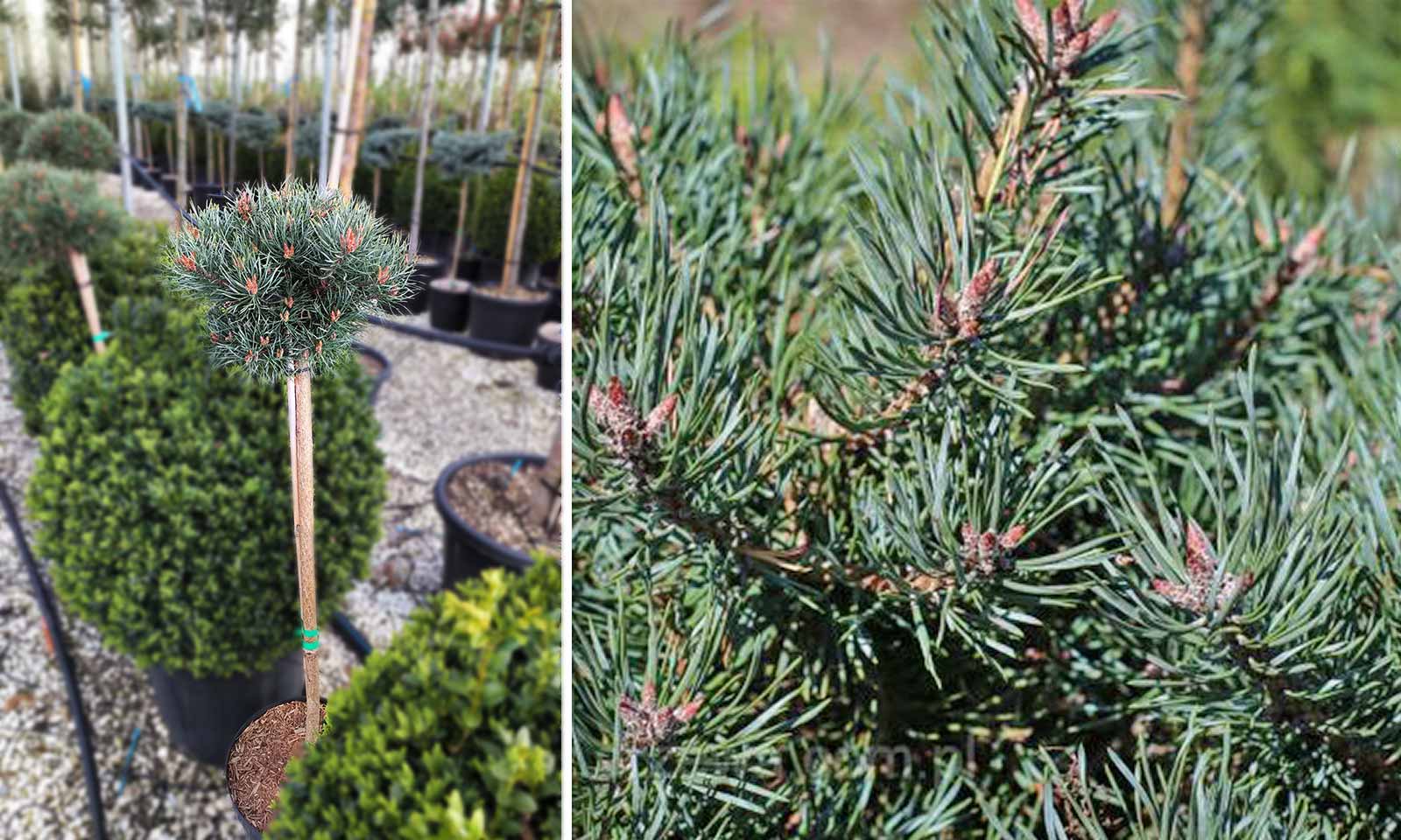 Pinus Sylvestris 'Martham' (Scots Pine 'Martham') - Half Standard
