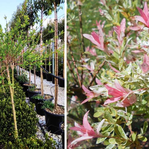 Salix Integra 'Hakuro-Nishiki' (Flamingo Willow / Shrimp Willow) - Half Standard