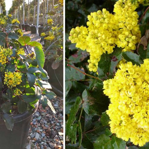 Mahonia Aquifolium 'Apollo' (Oregon Grape 'Apollo') - Shrub